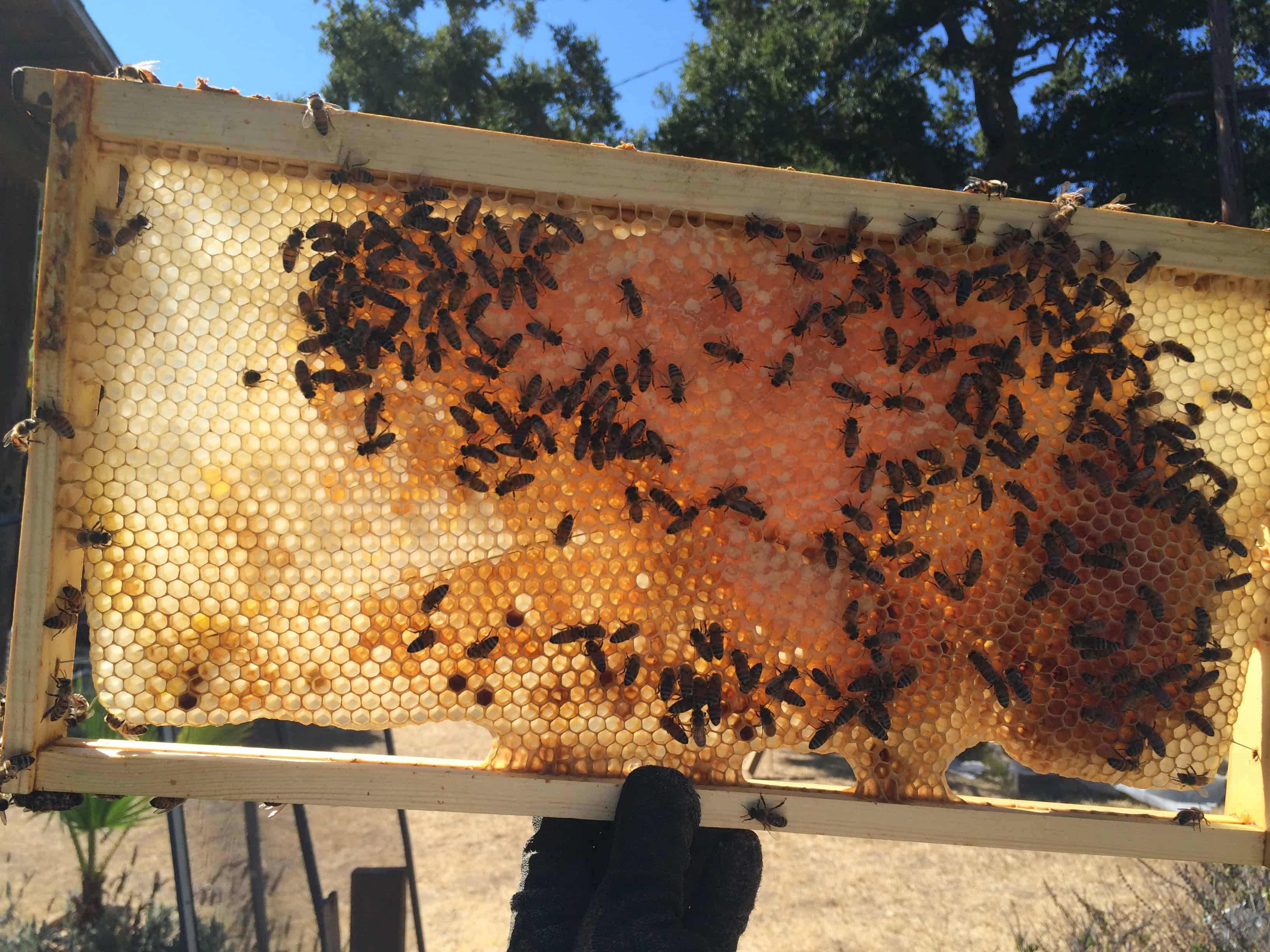 Transitioning to Foundationless frames, as the bees intended Eyesonhives