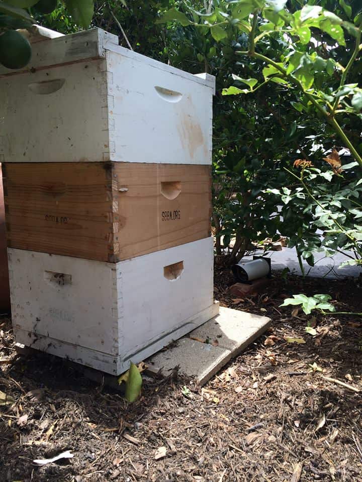 Eyesonhives monitoring an Urban Beehive