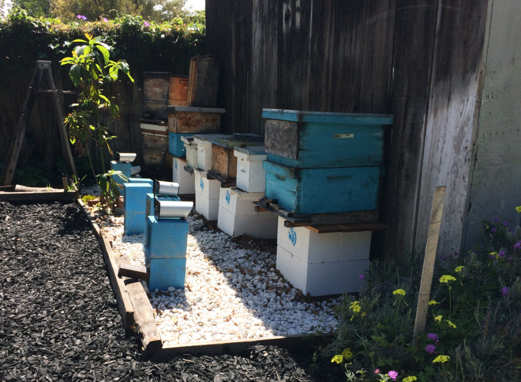 An apiary of beehives monitored by Eyesonhives cameras