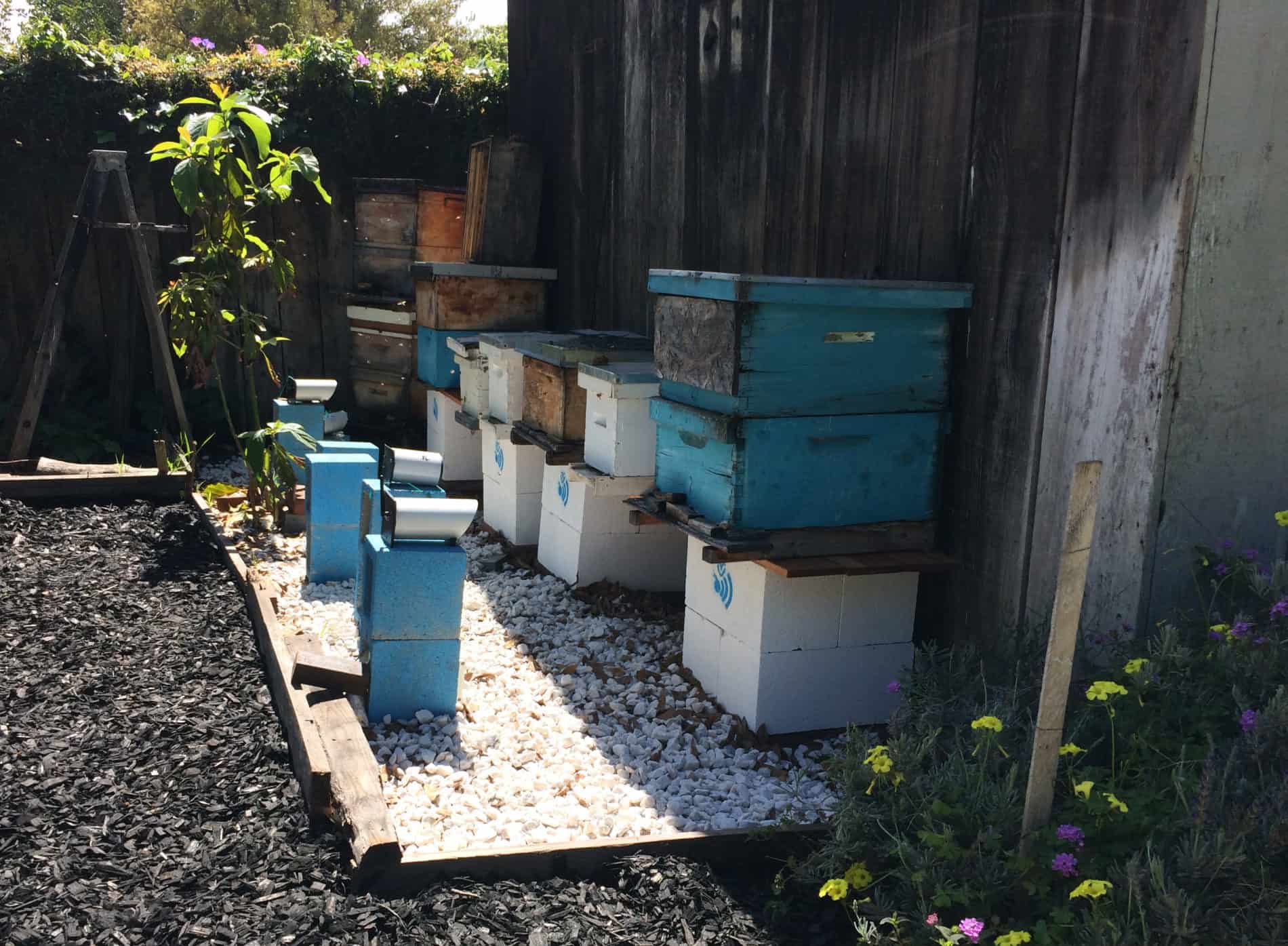 An apiary of beehives monitored by Eyesonhives cameras