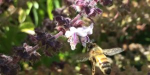 Bees are pretty wonderful creatures