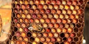 Ever wonder if there's a bee Picasso inside your hive?