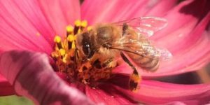 How to stop ants from attacking your bees