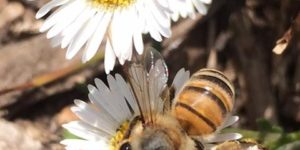 National Honey Bee Day Oregon Honey Festival