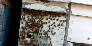 Eyesonhives washboarding captured