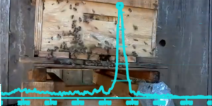 The heartbeat of a beehive