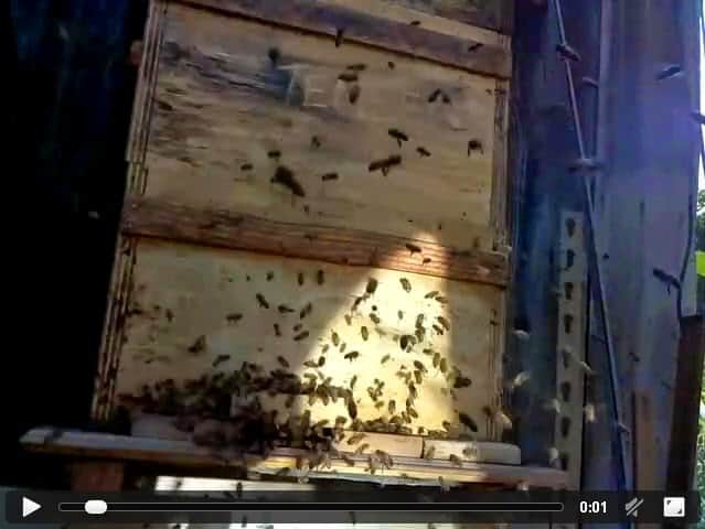 Active beehive seen with Eyesonhives