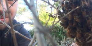 Swarm Rescue and future Honey Bee Health Monitored Bees