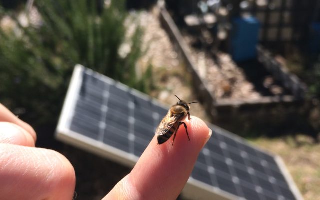 A honey bee resting on Kelton's finger with a solar panel and apiary in the background
